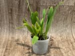 Broughtonia sanguinea alba  (Blooming Size, 3” pot) - Image 5