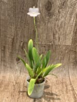 Broughtonia sanguinea alba  (Blooming Size, 3” pot) - Image 6