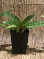 Paph. appletonianum x sib ‘Fox Valley’ AM/AOS x self (BS 2” pot) - Image 7