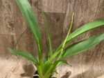 DOUBLE  SPIKES - Beallara Snowblind ‘Sweet Spot’ (3.5” pot) - Image 2