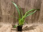 DOUBLE  SPIKES - Beallara Snowblind ‘Sweet Spot’ (3.5” pot) - Image 3