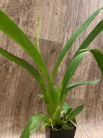 DOUBLE  SPIKES - Beallara Snowblind ‘Sweet Spot’ (3.5” pot) - Image 5