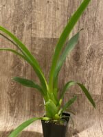 Beallara Snowblind ‘Sweet Spot’ (BS 3.5” pot) - Image 2