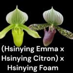 IN SPIKE Paphiopedilum (Hsinying Emma x Hsinying Citron) x Hsinying Foam (3.5” Pot)