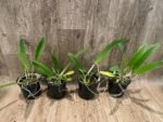 FRAGRANT- Cattleya quadricolor (chocoensis) x sib (5” Pot) - Image 3