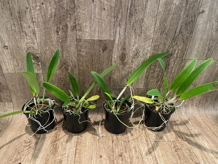 FRAGRANT- Cattleya quadricolor (chocoensis) x sib (5” Pot) - Image 3