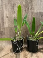 FRAGRANT- Cattleya quadricolor (chocoensis) x sib (5” Pot) - Image 4