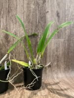 FRAGRANT- Cattleya quadricolor (chocoensis) x sib (5” Pot) - Image 7