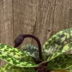 IN SPIKE - Paph. Hilo Leopard 'New Luck' × Hilo Red Shift #1' (3.5” pot)