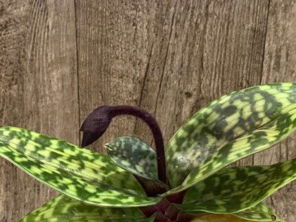 IN SPIKE - Paph. Hilo Leopard 'New Luck' × Hilo Red Shift #1' (3.5” pot)
