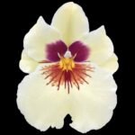 In Spike(s) - Mps. Lemon Drop ‘Glow Worm’ (clone) (3.5” pot)