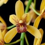 Cymbidium Pratabong ‘Priscilla’ (mericlone) (4” pot)