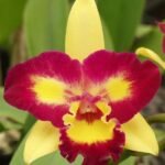 IN BUD - Cattleya Ric. Shin Shiang Diamond '#1' (Kat E-Sun x Tzeng-Wen Beauty) (2” Pot)