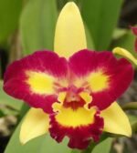 IN BUD - Cattleya Ric. Shin Shiang Diamond '#1' (Kat E-Sun x Tzeng-Wen Beauty) (2” Pot)