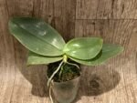 Phalaenopsis gigantea x sib (Silver Leaf, 3” pot) - Image 2