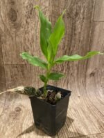 Chysis bractescens x self (3.5” Pot) - Image 3