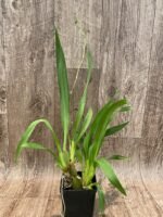 IN SPIKE  Vilsonara Joe Vanilla 'First Out’ (3.5" pot) - Image 3
