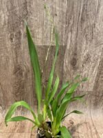 IN SPIKE  Vilsonara Joe Vanilla 'First Out’ (3.5" pot) - Image 4