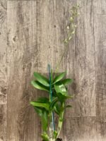 IN SPIKE Dendrobium New Burana (3.5” Pot) - Image 4