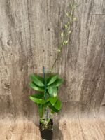 IN SPIKE Dendrobium New Burana (3.5” Pot) - Image 5