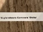 Vuylstekeara (Miltonidium) Carnivale ‘Okika’ (3.5” pot) - Image 7