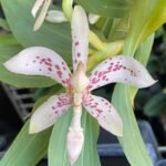 FRAGRANT Cycnoches pentadactylon (3.5” pot)