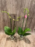 Phalaenopsis Phalaenopsis Sunflower Berry 2 Spikes (3.5” pot) - Image 4