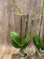 Phalaenopsis Phalaenopsis Sunflower Berry 2 Spikes (3.5” pot) - Image 5