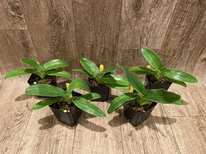 Paph. Kolopakingii abum (3.5” pot) - Image 3