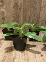 Paph. Kolopakingii abum (3.5” pot) - Image 4