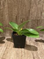 Paph. Kolopakingii abum (3.5” pot) - Image 7
