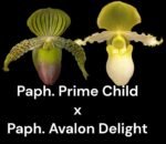 Paph. Prime Child × Avalon Delight (5” pot)