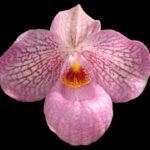 Paph. (delenatii x micranthum) (3.5” pot)