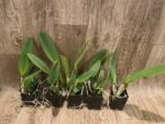 Cattleya labiata semi-alba ‘Orchid Eros’ x ‘September Mist’ (3.5” pot) - Image 3