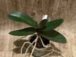 Phalaenopsis stuartiana var. nobilis x sib (3” Pot) - Image 2