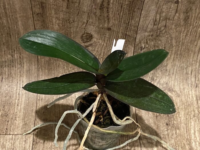 Phalaenopsis stuartiana var. nobilis x sib (3” Pot) - Image 2