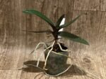 Phalaenopsis stuartiana var. nobilis x sib (3” Pot) - Image 3