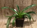 Paph. lowii (3.5” pot) - Image 2