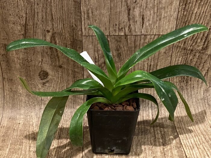 Paph. lowii (3.5” pot) - Image 2