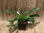 Paph. lowii (3.5” pot) - Image 3