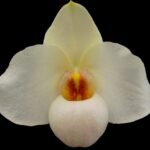 DOUBLE PLANTS Paph. Armeni White (delenatil alba x armeniacum) (2” pot)