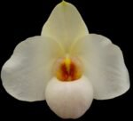 Paph. Armeni White (delenatil alba x armeniacum) (2” pot)