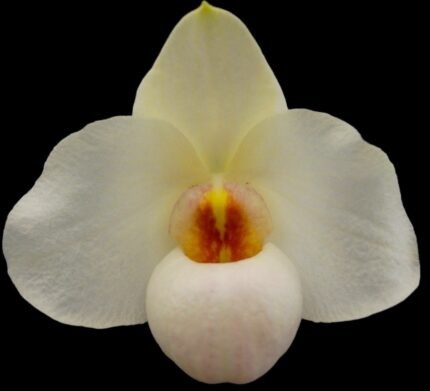 TRIPLE  PLANTS Paph. Armeni White (delenatil alba x armeniacum) (2” pot)