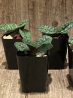 Paph. Armeni White (delenatil alba x armeniacum) (2” pot) - Image 5