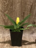 Paph. appletonianum x sib ‘Fox Valley’ AM/AOS x self (BS 2” pot) - Image 5