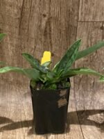 Paph. appletonianum x sib ‘Fox Valley’ AM/AOS x self (BS 2” pot) - Image 6