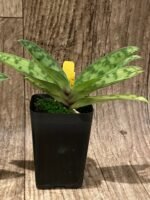 Paph. appletonianum x sib ‘Fox Valley’ AM/AOS x self (BS 2” pot) - Image 8