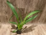 DOUBLE  SPIKES - Beallara Snowblind ‘Sweet Spot’ (3.5” pot) - Image 4