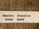 Beallara Snowblind ‘Sweet Spot’ (BS 3.5” pot) - Image 6