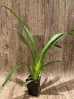 Beallara Snowblind ‘Sweet Spot’ (BS 3.5” pot) - Image 3